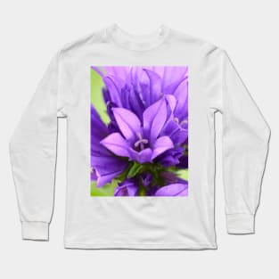 Campanula glomerata  Clustered bellflower Long Sleeve T-Shirt